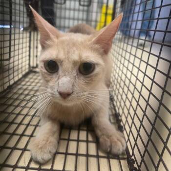 Kya -  Domestic Short Hair Cat for Adoption in Lufkin, Texas - Kya | PetCurious