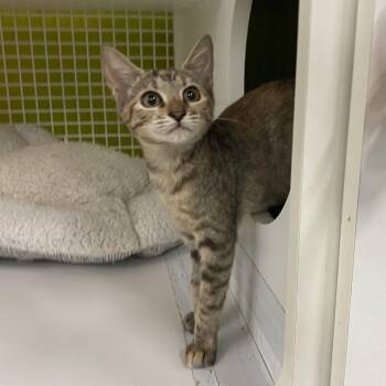Fawn -  Domestic Short Hair Cat for Adoption in Tallahassee, Florida - Fawn | PetCurious