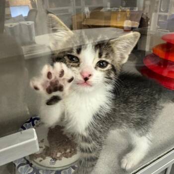 Domestic Short Hair Cats Available for Adoption - Jarrett | PetCurious