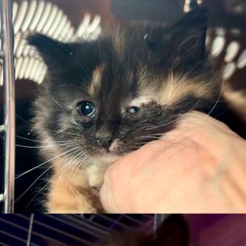 Ginny 2281 -  Domestic Medium Hair Cat for Adoption in Kansas City, Missouri - Ginny 2281 | PetCurious