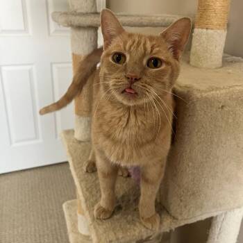 Domestic Short Hair Cats Available for Adoption - Pumpkin Pie | PetCurious