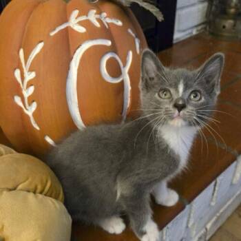 Willie Nelson -  Domestic Short Hair Cat for Adoption in Tampa, Florida - Willie Nelson | PetCurious