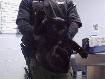 MISS HONEY -  Domestic Short Hair Cat for Adoption in Charlotte, North Carolina - MISS HONEY | PetCurious