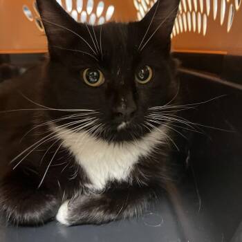 Cobweb -  Domestic Short Hair Cat for Adoption in Pittsburgh, Pennsylvania - Cobweb | PetCurious