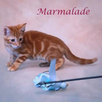 Marmalade C26-158 -  Domestic Short Hair Cat for Adoption in Lebanon, Tennessee - Marmalade C26-158 | PetCurious