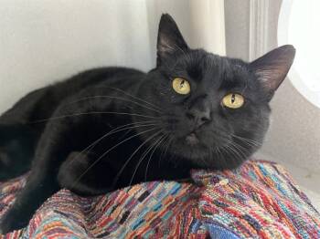 Rescue Domestic Short Hair Cats for Adoption in Bloomington, Illinois - JAKE | PetCurious