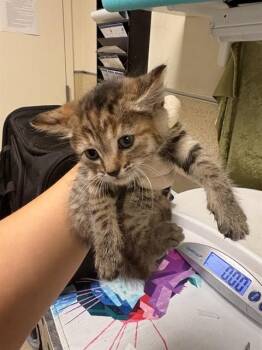 Domestic Short Hair Cats Available for Adoption in Riverside, California - MAE | PetCurious