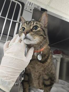 Domestic Short Hair Cats Available for Adoption in Montreal, Quebec - Brioche | PetCurious