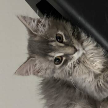 Furball -  Domestic Medium Hair Cat for Adoption in Davis, California - Furball | PetCurious