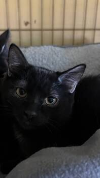 Rescue Domestic Short Hair Cats for Adoption in Ogden, Utah - Starlit Petal Glimmer | PetCurious