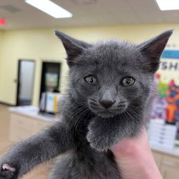 SVAS-Stray-38888 -  Domestic Short Hair Cat for Adoption in Lyndhurst, Virginia - SVAS-Stray-38888 | PetCurious