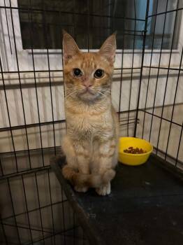 Faze -  Domestic Short Hair and Tabby Cat for Adoption in Salisbury, North Carolina - Faze | PetCurious