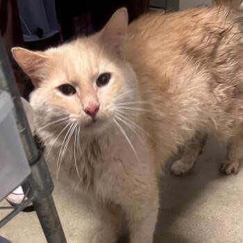 Domestic Long Hair Cats Available for Adoption in York, Pennsylvania - Mullet | PetCurious