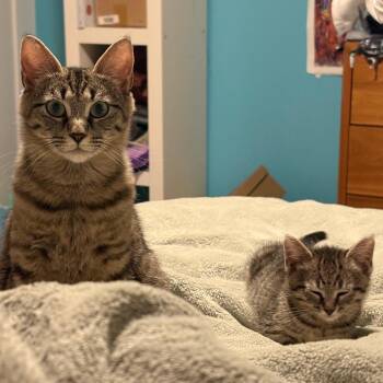 Piper -  Domestic Short Hair Cat for Adoption in Falls Church, Virginia - Piper | PetCurious