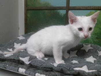 Domestic Short Hair Cats Available for Adoption in Houston, Texas - DUMPLING | PetCurious