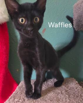 Waffles -  Domestic Short Hair Cat for Adoption in Oviedo, Florida - Waffles | PetCurious