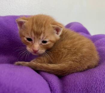 Banjo -  Domestic Short Hair Cat for Adoption in Mcpherson, Kansas - Banjo | PetCurious
