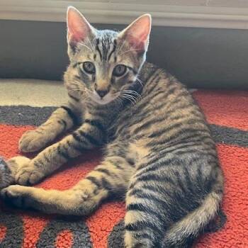 Rescue Domestic Short Hair Cats for Adoption in Villa Park, California - Grasshopper | PetCurious