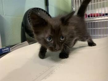 Domestic Medium Hair and Domestic Short Hair Cats Available for Adoption in Grand Prairie, Texas - IVY | PetCurious