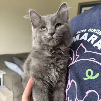Domestic Medium Hair and Domestic Long Hair Cats Available for Adoption in Miamisburg, Ohio - Amethyst | PetCurious