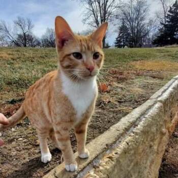 Rescue Domestic Short Hair Cats for Adoption in Lenexa, Kansas - Mirabel | PetCurious