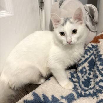 Skylar -  Domestic Long Hair Cat for Adoption in Cat Spring, Texas - Skylar | PetCurious