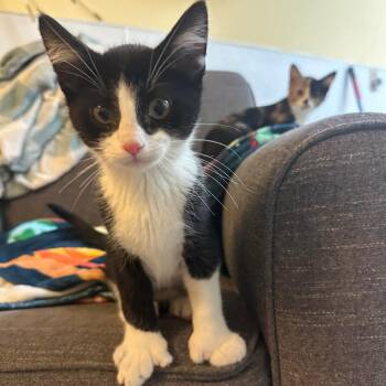 Jackson -  Domestic Short Hair Cat for Adoption in Grand Rapids, Minnesota - Jackson | PetCurious
