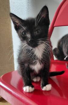 Domestic Short Hair Cats Available for Adoption in Montello, Wisconsin - Dubai | PetCurious