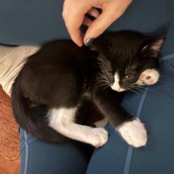 Everette -  Domestic Short Hair Cat for Adoption in Evanston, Illinois - Everette | PetCurious