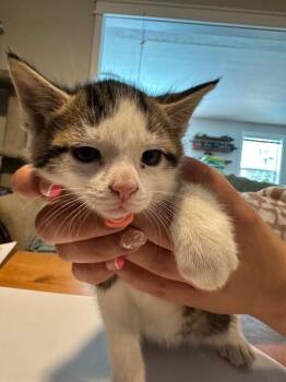 Paul -  Domestic Short Hair Cat Available for Adoption in Kennewick, Washington - Paul | PetCurious