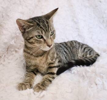 Exotic Shorthair and Tabby Cats Available for Adoption - Amanda | PetCurious