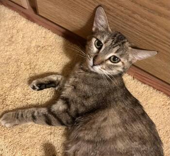 Tabby and Domestic Short Hair Cats Available for Adoption in Chandler, Arizona - Shelby Jackson | PetCurious