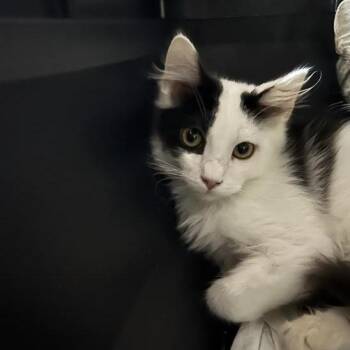 Frito -  Domestic Short Hair Cat for Adoption in Salt Lake City, Utah - Frito | PetCurious