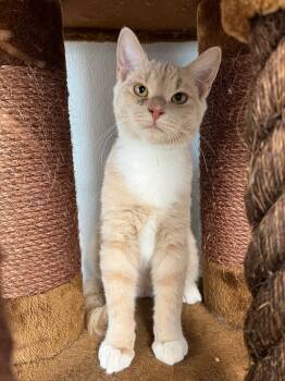 Domestic Short Hair Cats Available for Adoption - Butch | PetCurious