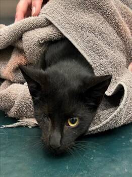 Rescue Domestic Short Hair Cats for Adoption in Mobile, Alabama - COAL | PetCurious