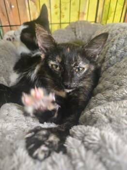 Tostada 3901 -  Domestic Short Hair Cat for Adoption in Dallas, Texas - Tostada 3901 | PetCurious