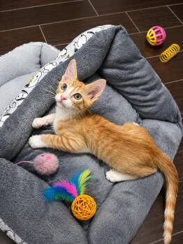 Thomas and Adelaide -  Domestic Short Hair Cat for Adoption - Thomas And Adelaide | PetCurious