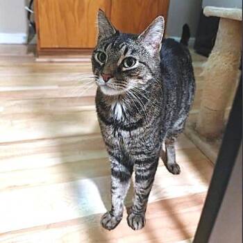 Dutch and Shay -  Tabby Cat Available for Adoption in Millcreek, Utah - Dutch And Shay | PetCurious