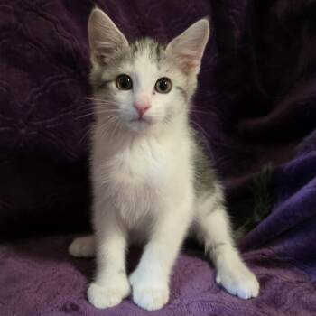 Kentucky -  Extra Toes Cat Hemingway Polydactyl Cat for Adoption in Bentonville, Arkansas - Kentucky | PetCurious