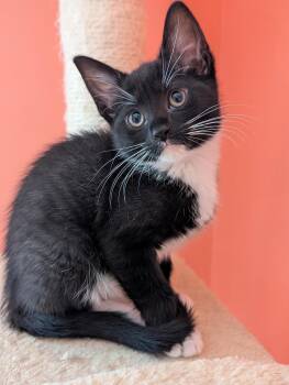 Rescue Domestic Short Hair Cats for Adoption in Mechanicsville, Maryland - Emmy | PetCurious