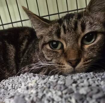 Chomp -  Domestic Short Hair Cat for Adoption in Auburn, Indiana - Chomp | PetCurious