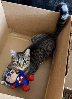 Domestic Short Hair Cats Available for Adoption - Atlas | PetCurious