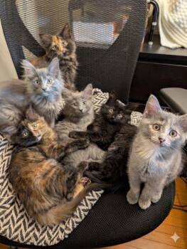 Domestic Short Hair Cats Available for Adoption - Four Roses | PetCurious