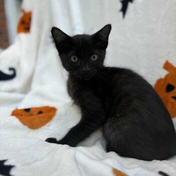 Rescue Domestic Short Hair Cats for Adoption in Lexington, Kentucky - Cedar | PetCurious