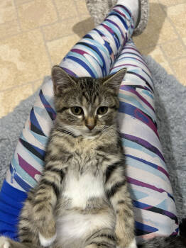 Rescue Domestic Short Hair Cats for Adoption in Duxbury, Massachusetts - Kalia W/ Daytona | PetCurious