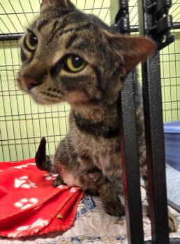 Domestic Short Hair Cats Available for Adoption in Auburn, Indiana - Little Man | PetCurious