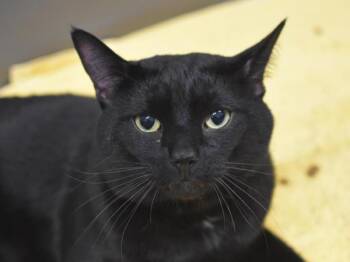 Bowser -  Domestic Short Hair Cat for Adoption in Portland, Oregon - Bowser | PetCurious