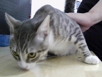 Rescue Domestic Short Hair Cats for Adoption in Dayton, Minnesota - Wakely | PetCurious