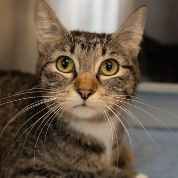 Momo -  Tabby Cat for Adoption in Little Falls, Minnesota - Momo | PetCurious