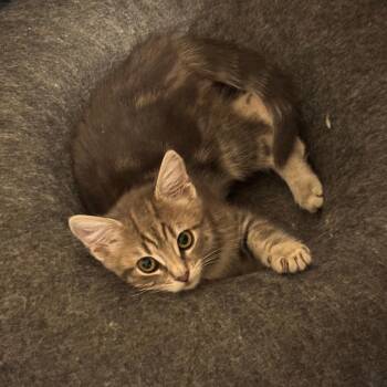Gilberta -  Domestic Short Hair Cat for Adoption in Salt Lake City, Utah - Gilberta | PetCurious